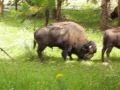 Bison from the moving car.jpg